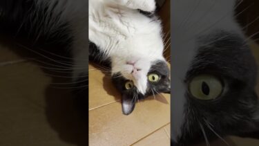 「ゴン」って頭打った衝撃でベロでたよ【ひのき猫】
