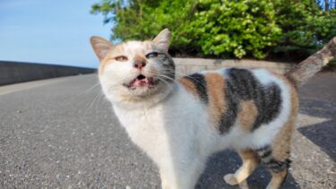 海辺の公園の三毛猫ちゃんは撫でられるのが好き【感動猫動画】