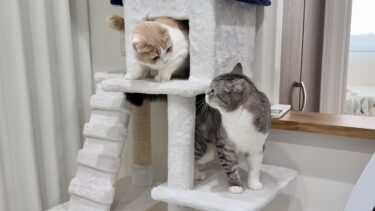 はなちゃんに隠れ家を取られちゃったもちの反応が…笑【もちまる日記】