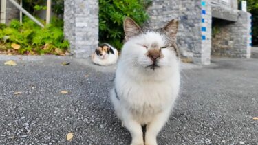 観光地の駐車場にいた猫ちゃんが人懐っこくてカワイイ【感動猫動画】