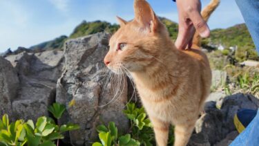 海が見える崖の上に上ると猫が遠くから駆け寄ってきた【感動猫動画】