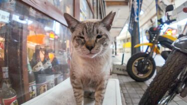 商店街の猫ちゃん、酒屋さんが置いてくれてる猫ハウスがお気に入りのようです【感動猫動画】