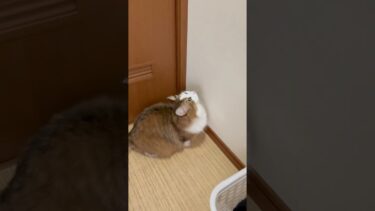 手、届くかな？！【ひのき猫】