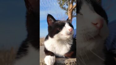 川沿いの公園のベンチに座っていた猫の隣に座ってナデナデしてきた #ImpressedCatVideo #catisland #猫【感動猫動画】