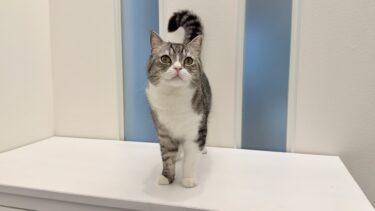 手術を乗り越えたもちの病状と今後について。【もちまる日記】