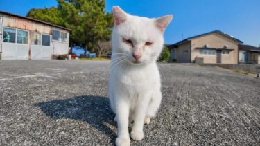 猫島の猫ちゃん人を見るととりあえず甘えてきてカワイイ【感動猫動画】