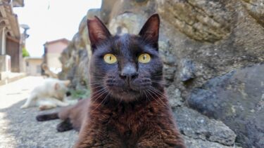 猫島の漁港近くの路地に入るとそこは完全に猫の世界だった【感動猫動画】