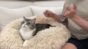 点滴が苦手な猫を「いい子だね〜」とベタ褒めしてみたらお利口すぎました。【もちまる日記】