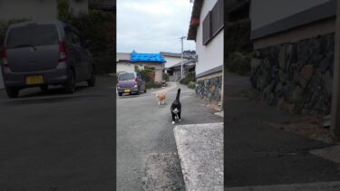 漁港近くの石のベンチに行くとハチワレちゃんといつもの茶トラ猫軍団の一人がやってきた #ImpressedCatVideo #catisland #猫【感動猫動画】