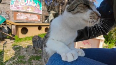 猫島の港近くの猫ハウスから出てきた猫ちゃん、膝の上に乗ってきた【感動猫動画】