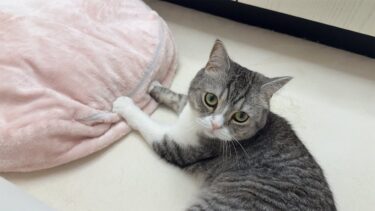 もちがふみふみ中に違和感があって何か訴えてきました。【もちまる日記】