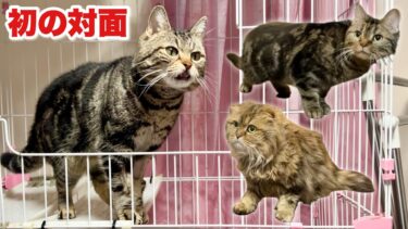 猫見知りな3匹の猫を初めて対面させてみた結果【ちょりちゃみチャンネル】