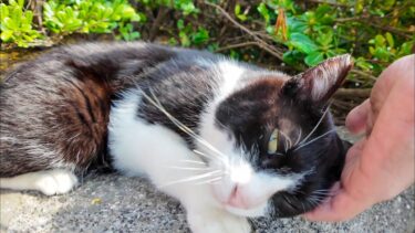 海辺の公園のハチワレ猫ちゃん、撫でる手に顔を擦りつけてカワイイ【感動猫動画】