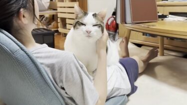 家族みんなに取り合いされて、とても気分が良い猫【ひのき猫】