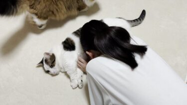 疲れた娘にお腹を差し出して癒してあげる猫【ひのき猫】