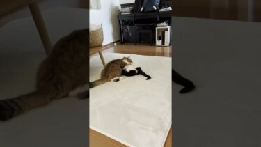 これは勝ったん？負けたん？【ひのき猫】