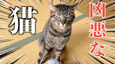 凶悪でイタズラが大好きな猫が暴れ回る…【てん動画】