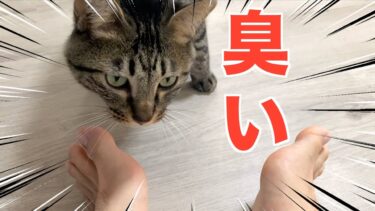 臭すぎる飼い主の足の匂いを嗅いだ猫の反応がこちら…【てん動画】