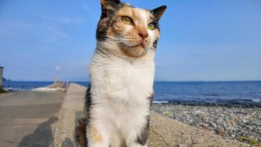 防波堤に座ると隣に座ってくる三毛猫ちゃん【感動猫動画】