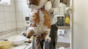 緊急事態発生！長毛種あるあるで強制半身浴する猫【ひのき猫】