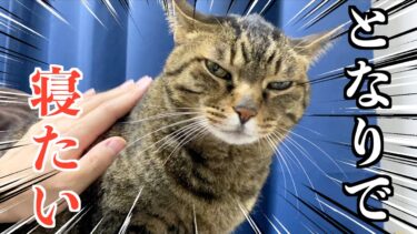 絶対に飼い主の枕元で一緒に寝たいツンデレ猫…【てん動画】