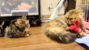 エビのおもちゃを奪われた猫がブチギレて一触即発の空気になってしまいました【ちょりちゃみチャンネル】