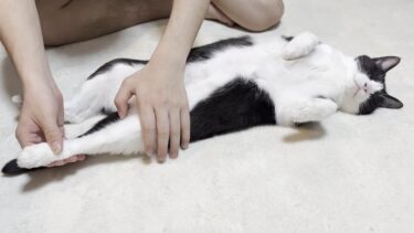 なぜか息子に足を伸ばされる猫【ひのき猫】