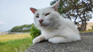 遠くのバレーボールを眺める野良猫【感動猫動画】