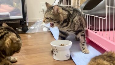 ご飯を盗もうとして本気で怒られてしまった猫【ちょりちゃみチャンネル】