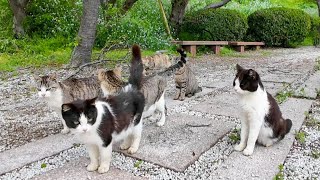 ベンチのある公園に行くと猫がたくさん集まってきた【感動猫動画】