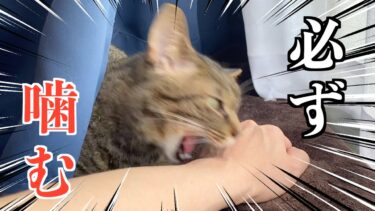 目の前に腕を差し出すと必ず噛みつく凶暴猫…【てん動画】