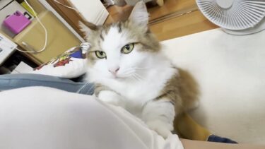 大好きなお母さんの前で不覚にもブス顔になってしまった猫【ひのき猫】
