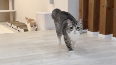 ごはん前の運動タイムになるとテンション爆上がりするもっちゃん笑【もちまる日記】