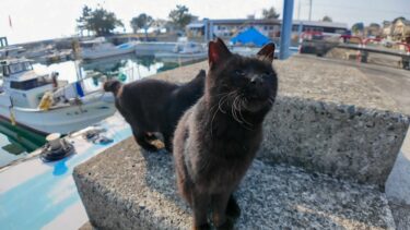 猫島で港に座ると黒猫ちゃんモフられにきた【感動猫動画】
