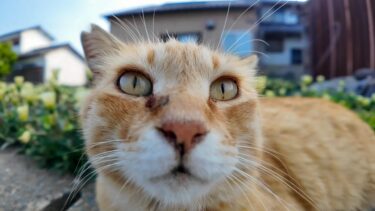 猫島の通りで何か会話している猫たち【感動猫動画】