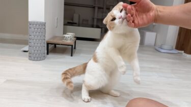 食欲より甘えたい欲が勝っちゃうはなちゃんが可愛すぎたw【もちまる日記】