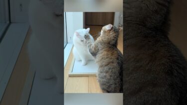 ひんやりベッドをプレゼントしたら喧嘩になっちゃいました… #ポムしま【ポムさんとしまちゃん / ねこべや】