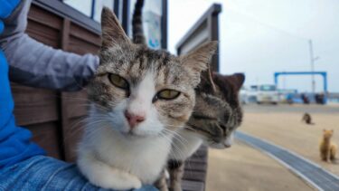 猫島に着いてフェリーを降りると港の猫たちが出迎えてくれます【感動猫動画】