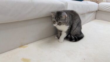 もちが退院後にお漏らししちゃいました…【もちまる日記】