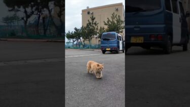 猫島の漁港近くの石のベンチに行くと猫がやってきた #ImpressedCatVideo #catisland #猫【感動猫動画】