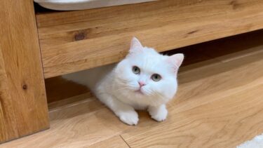 猫が突然、ソファ下に引きこもって出てこなくなりました…！【ポムさんとしまちゃん / ねこべや】