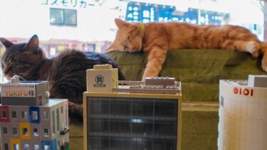 【ジオラマ食堂】猫たちみんな窓辺で寝ています【感動猫動画】