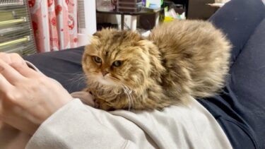 妹のお腹の上が幸せすぎて離れられなくなってしまった猫【ちょりちゃみチャンネル】