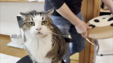 他の猫の名前を呼ぶとちょっと嫉妬する猫【ひのき猫】