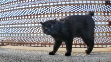 防波堤にいた黒猫ちゃん、ナデナデすると頭を地面に擦りつけてカワイイ【感動猫動画】