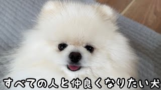 人、犬、猫が大大大好きなポメラニアンと散歩にいくとこうなりますw【猫のレモンちゃんねる】