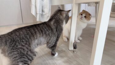 微妙なおもちゃも弟が遊んでると使いたくなっちゃうもちがわがまますぎた笑【もちまる日記】