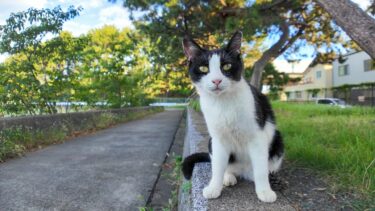 海辺の公園のハチワレ猫ちゃんがモフられにきた【感動猫動画】