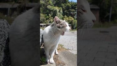 もうちょっとで何か喋りそうな猫 #ImpressedCatVideo #catisland #猫【感動猫動画】