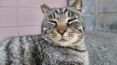 猫島のお地蔵様の横の日陰でノンビリ寝ている猫ちゃん【感動猫動画】